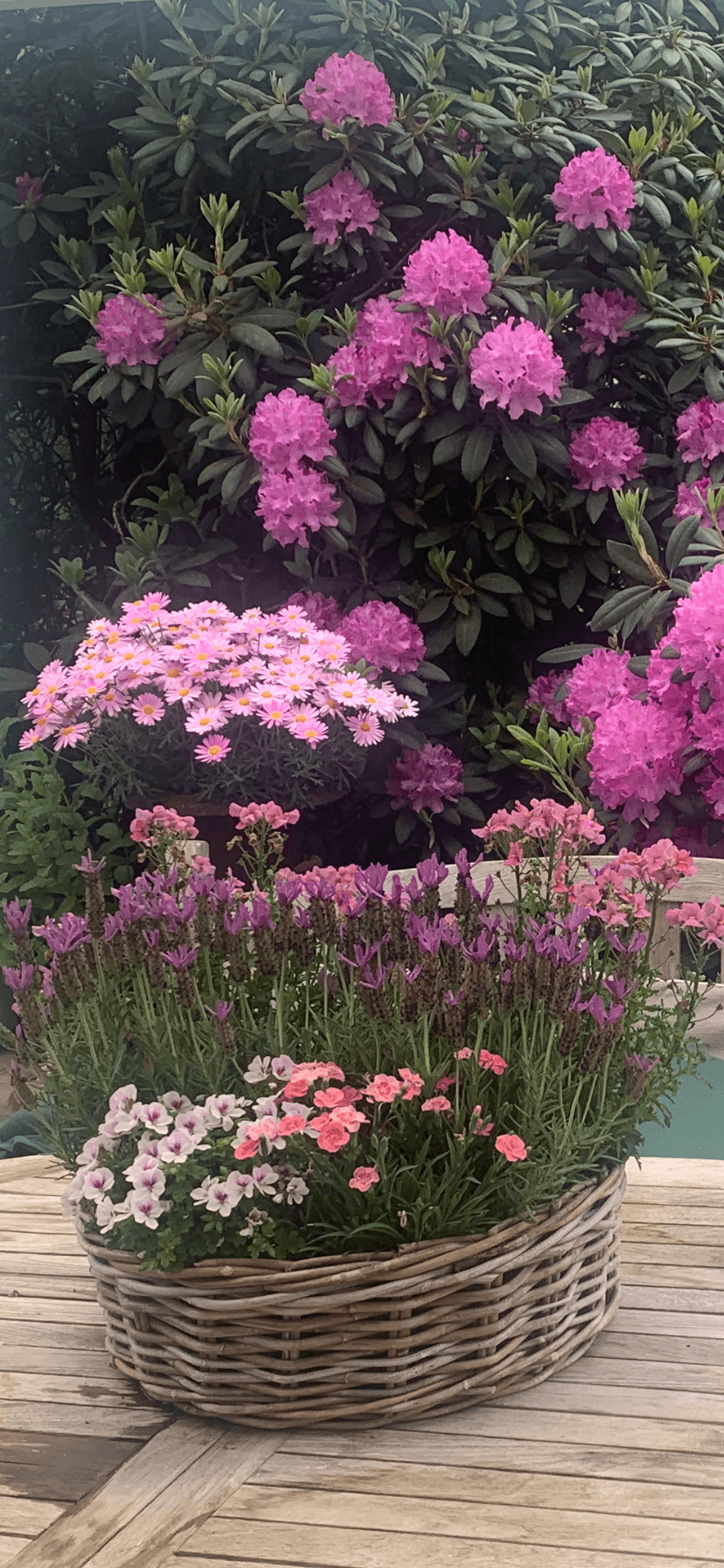 Die schönste steigt des Gartenjahres

