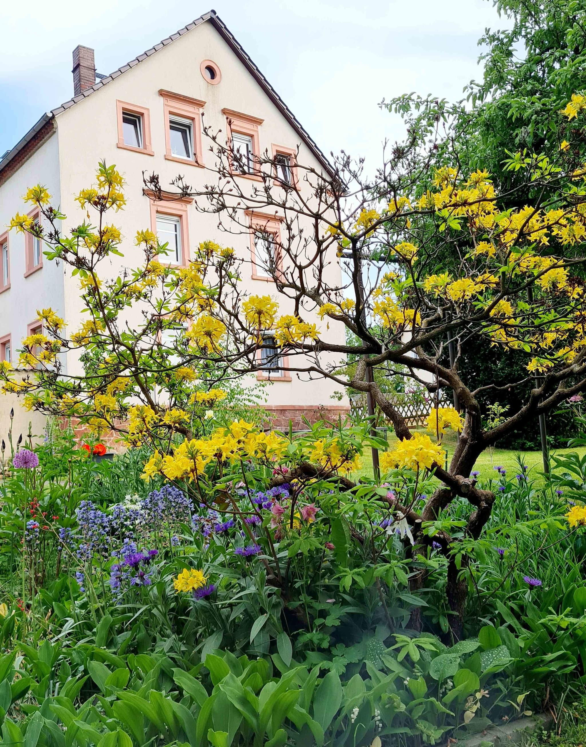 Und schwupp: alles grünt und blüht und riecht nach Frühling 🐝