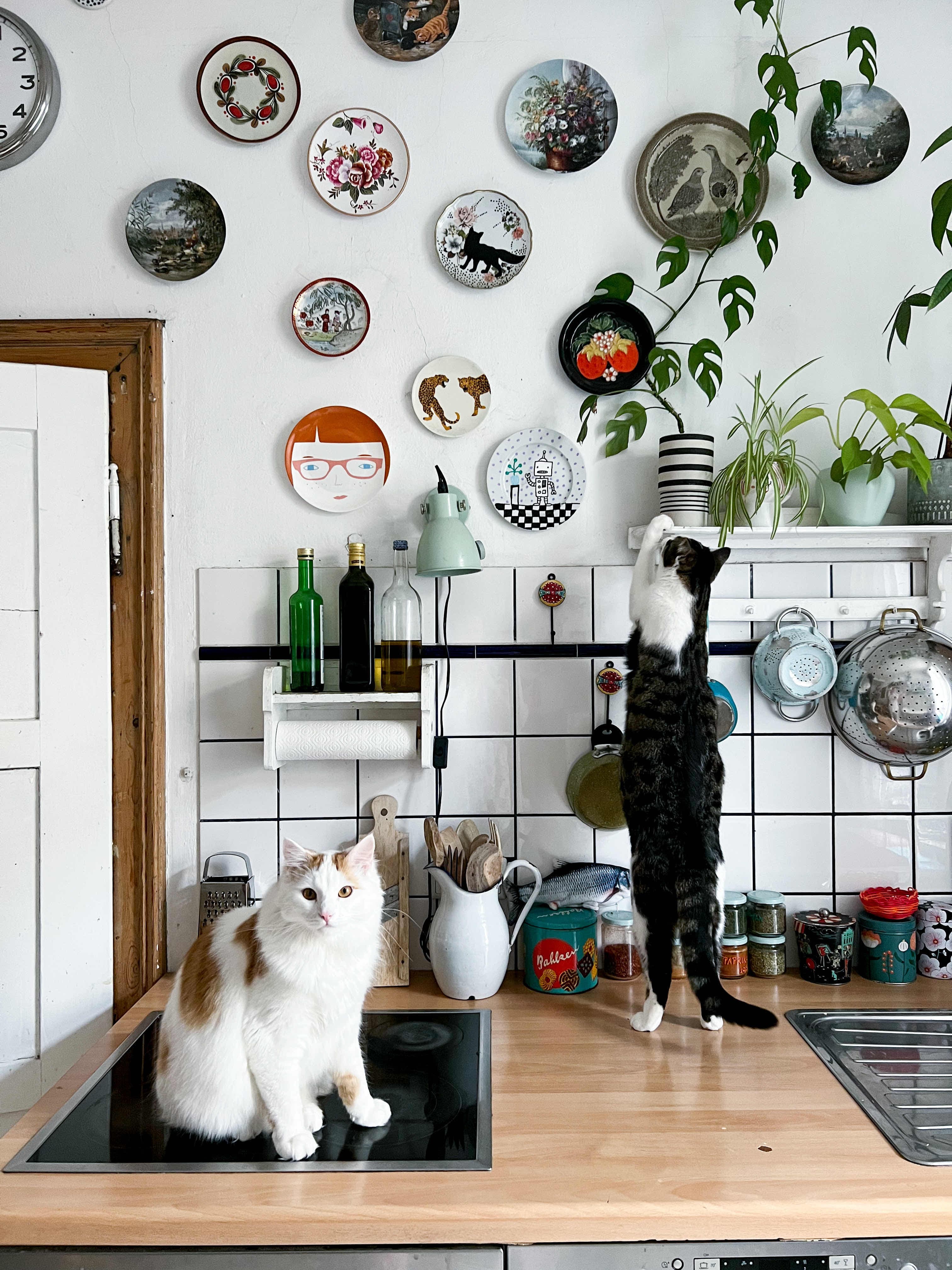 Hat sich nichts geändert…die Kater sind einfach überall… lieb die auch, drum ist das total in Ordnung😇