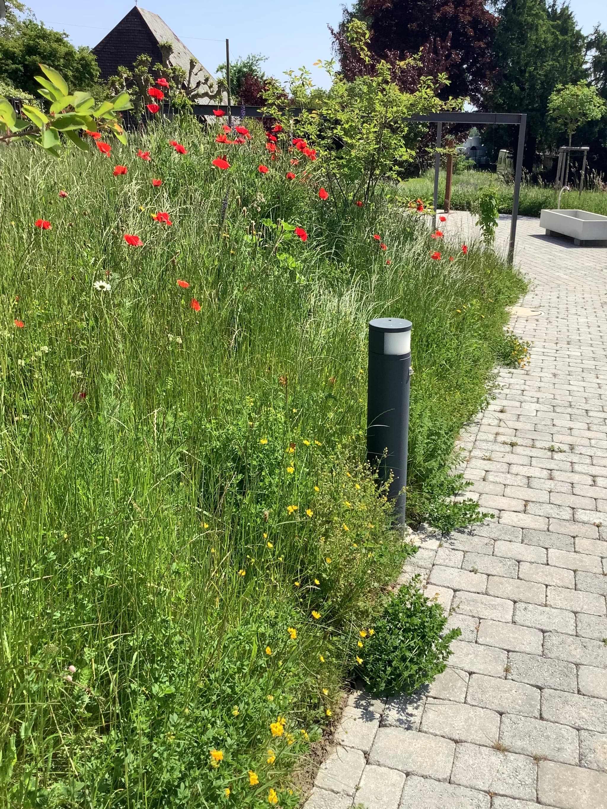 Die Blumenwiesen um unser Haus fangen so richtig zu blühen an, es summt und brummt 🐝🦋🐛. Unser klitzekleiner Beitrag zur Biodiversität.