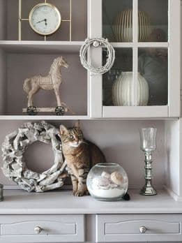 Katzen Bilder & Tipps