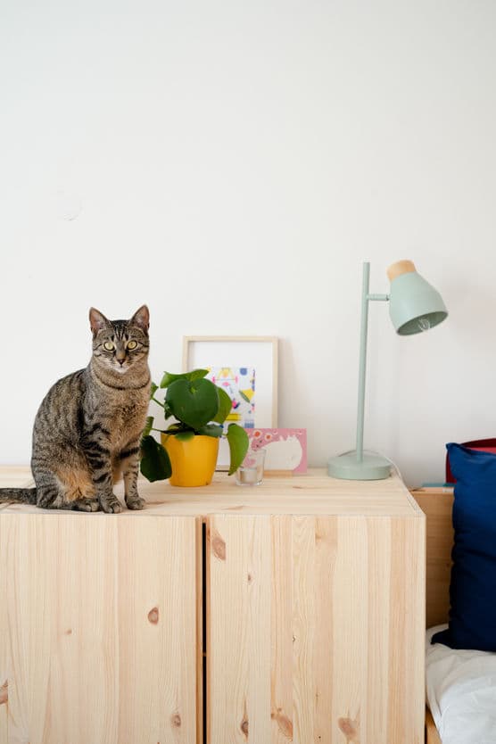 Die schönsten Ideen mit dem IKEA IVAR System