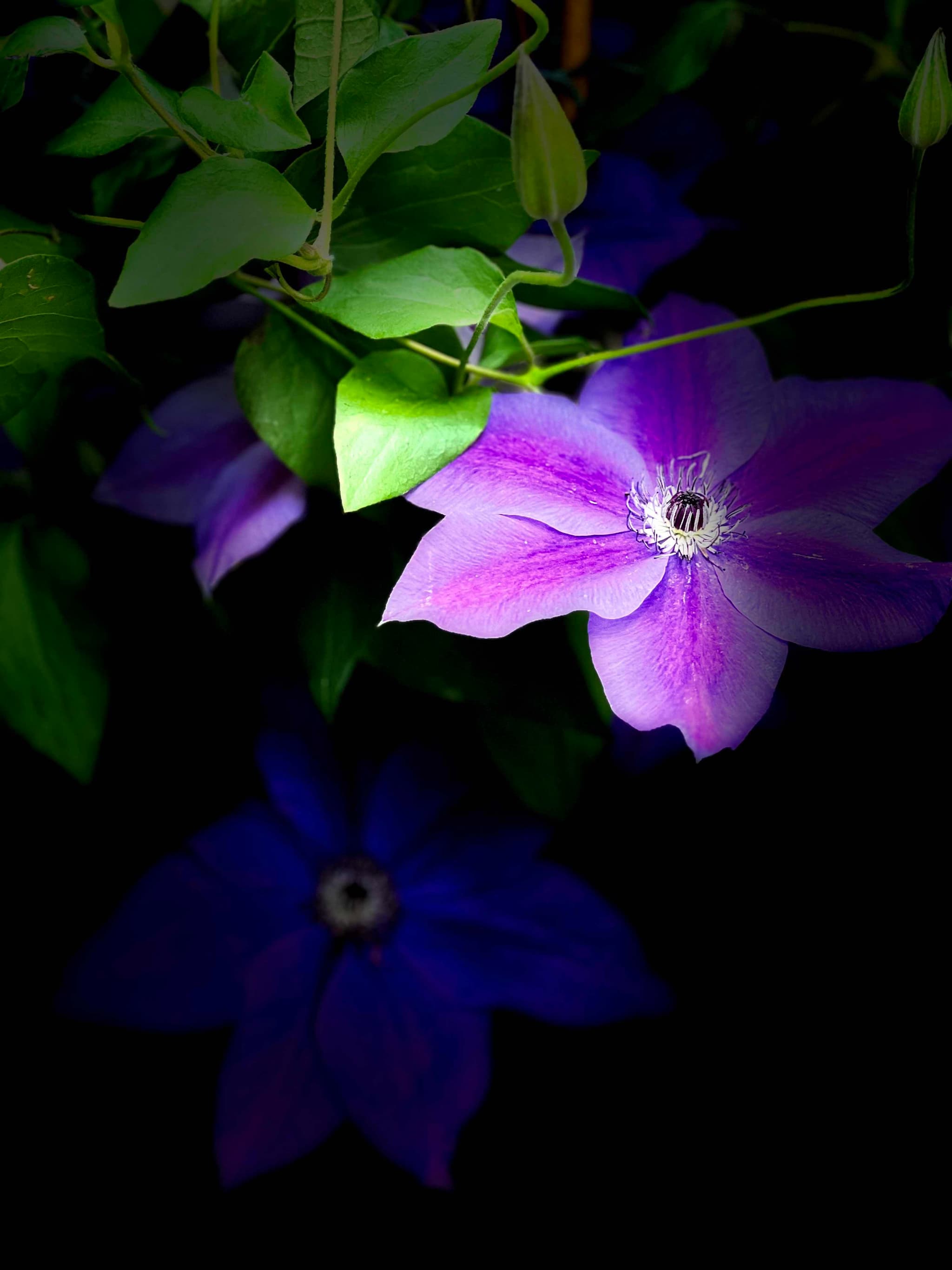 A flowers beauty spoke without a sound 💜