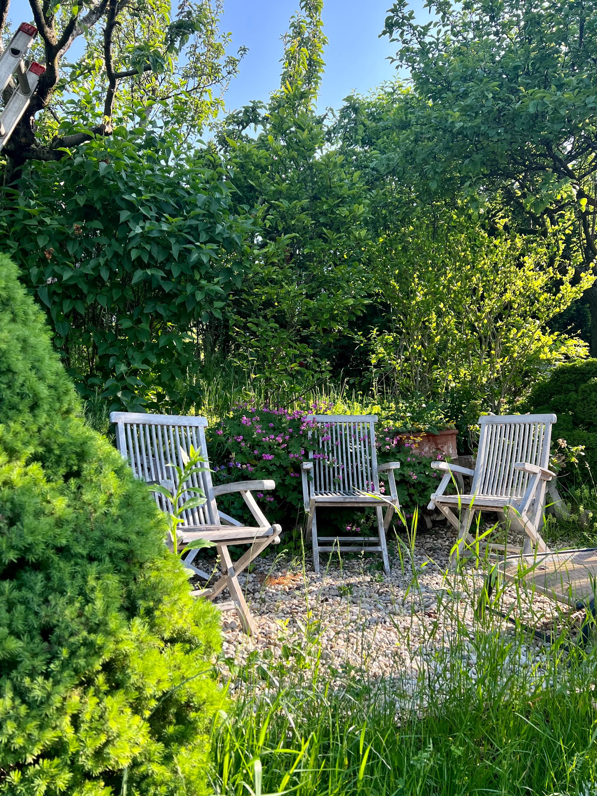 Hallo aus dem grünen Wien 🍀 Heute mal schnell zum Garten gehuscht 🥰