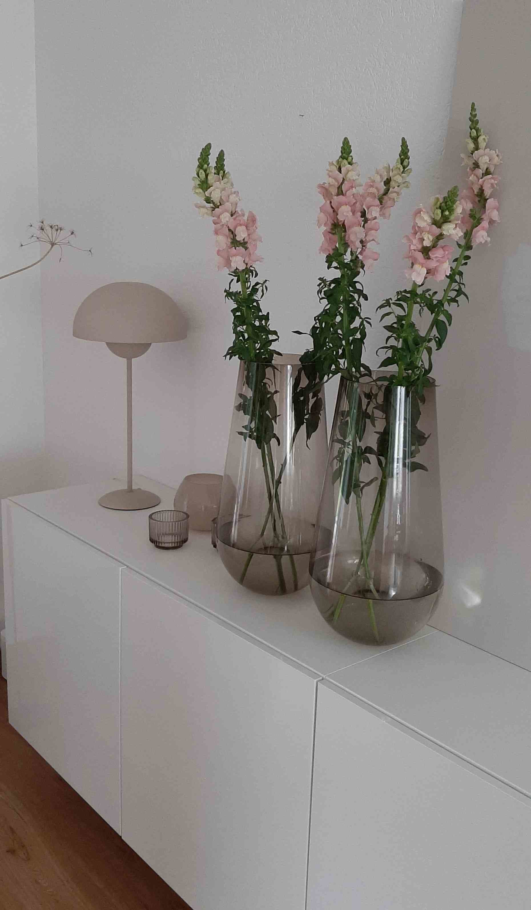 Löwenmäulchen🌸