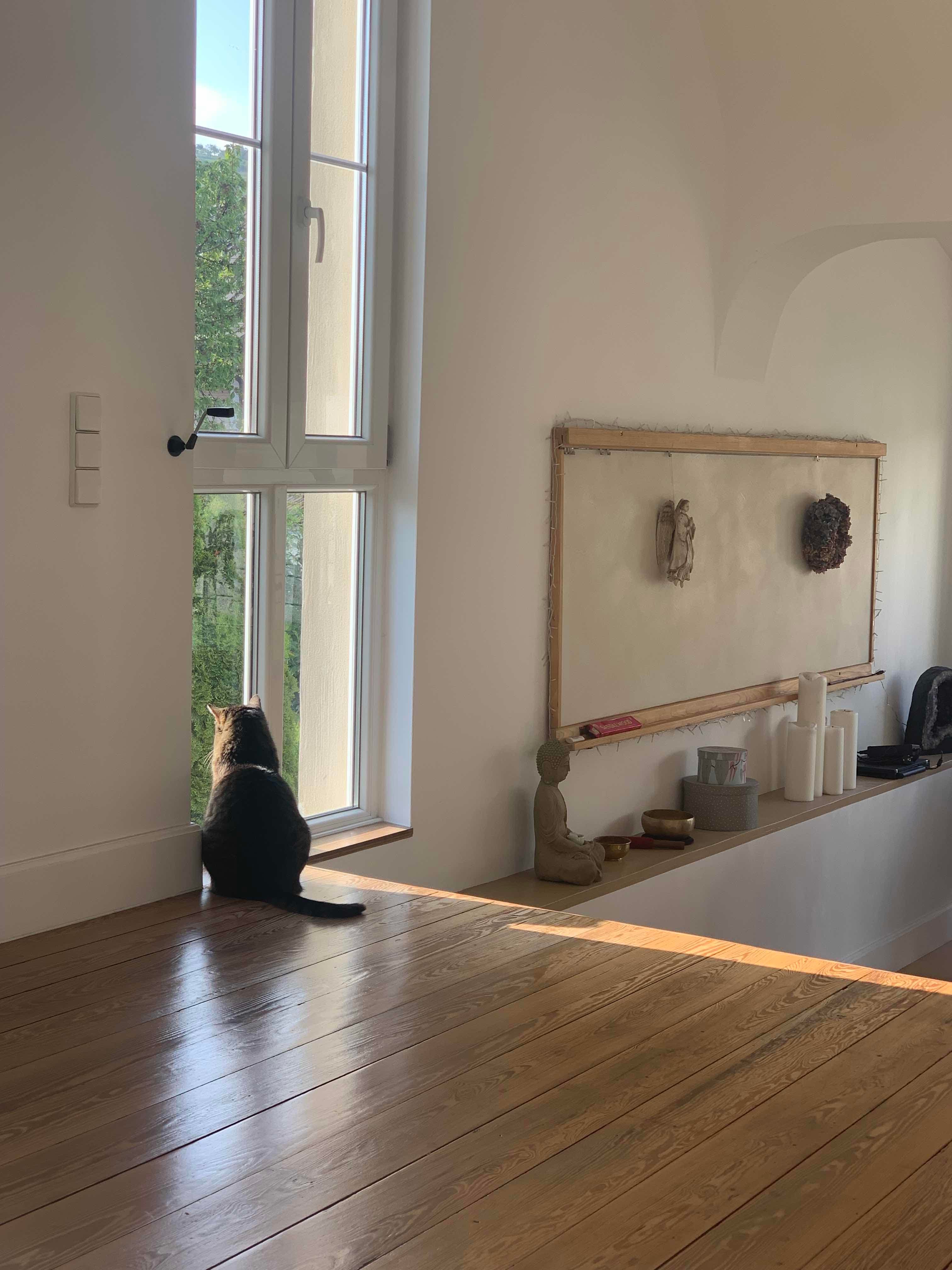Unser Kater….eigentlich ist er ausgezogen, d.h. er wurde angefüttert von jemandem in der Nachbarschaft. Wir haben ihn ziehen lassen... Jetzt besucht er uns immer wieder und wir freuen uns darüber. 