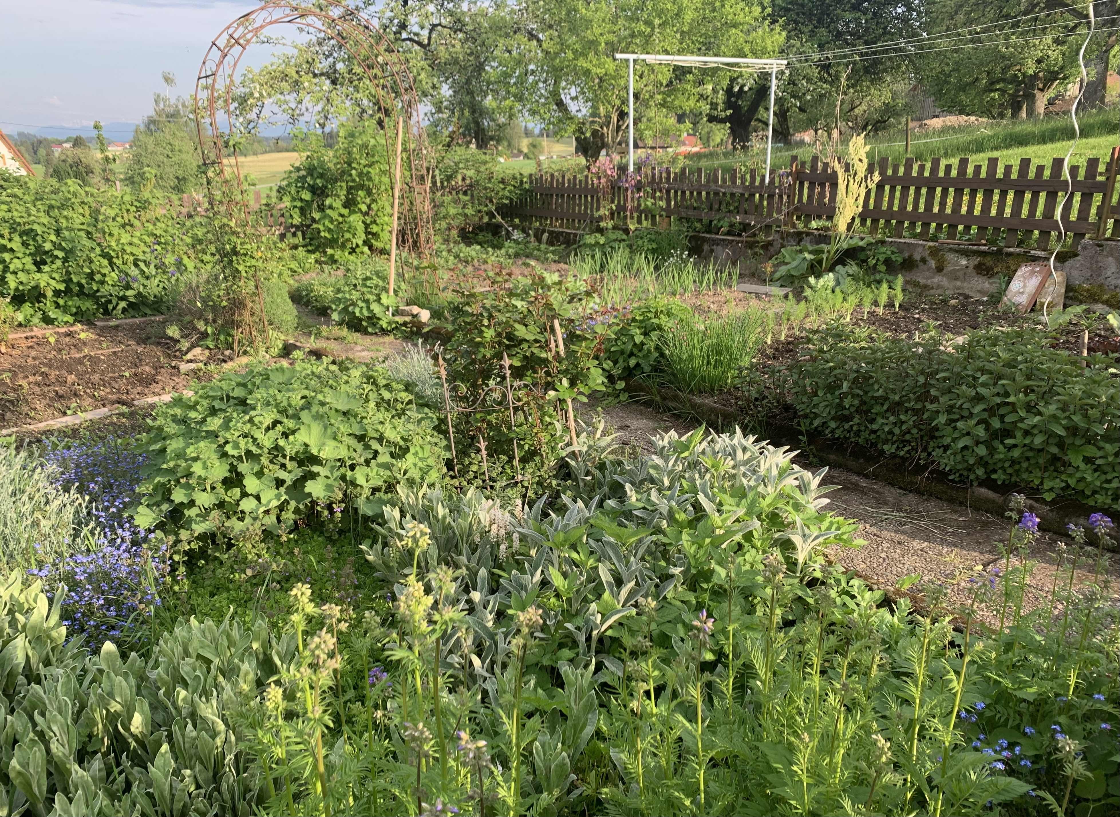 Jeden Tag ist es für mich eine absolute Erfüllung in den Garten zu gehen um zu sehen wie alles wächst und gedeiht! Ich freu mich auf die Blumenfülle in den nächsten Wochen 🥰☀️🌼