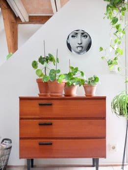 Fornasetti Wand-Teller, Kissen, Bilder & Ideen