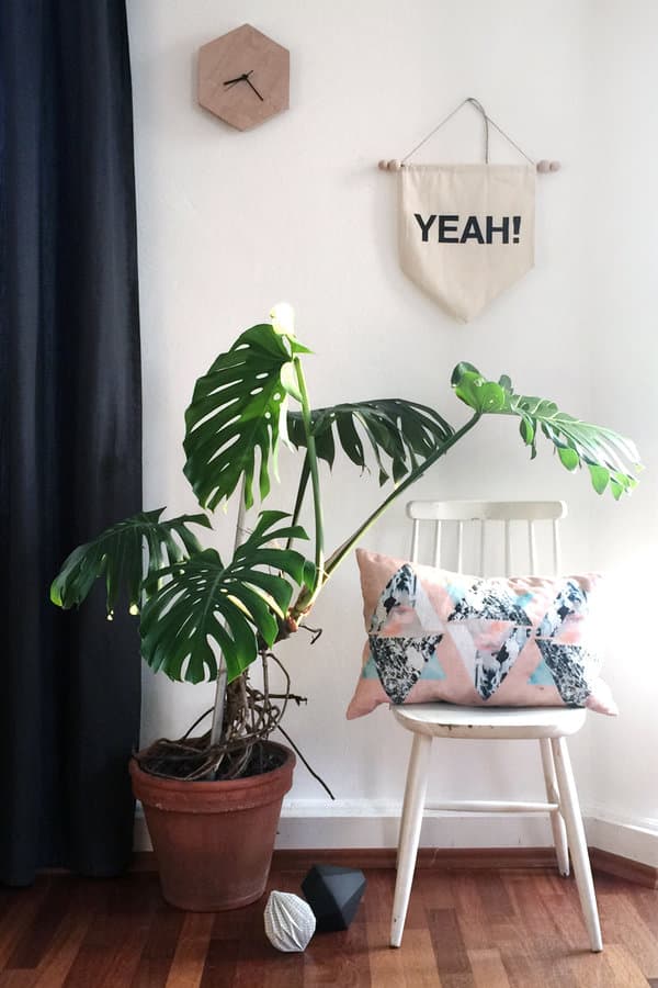 Monstera Fensterblatt - Bilder und Ideen mit der Trendpflanze