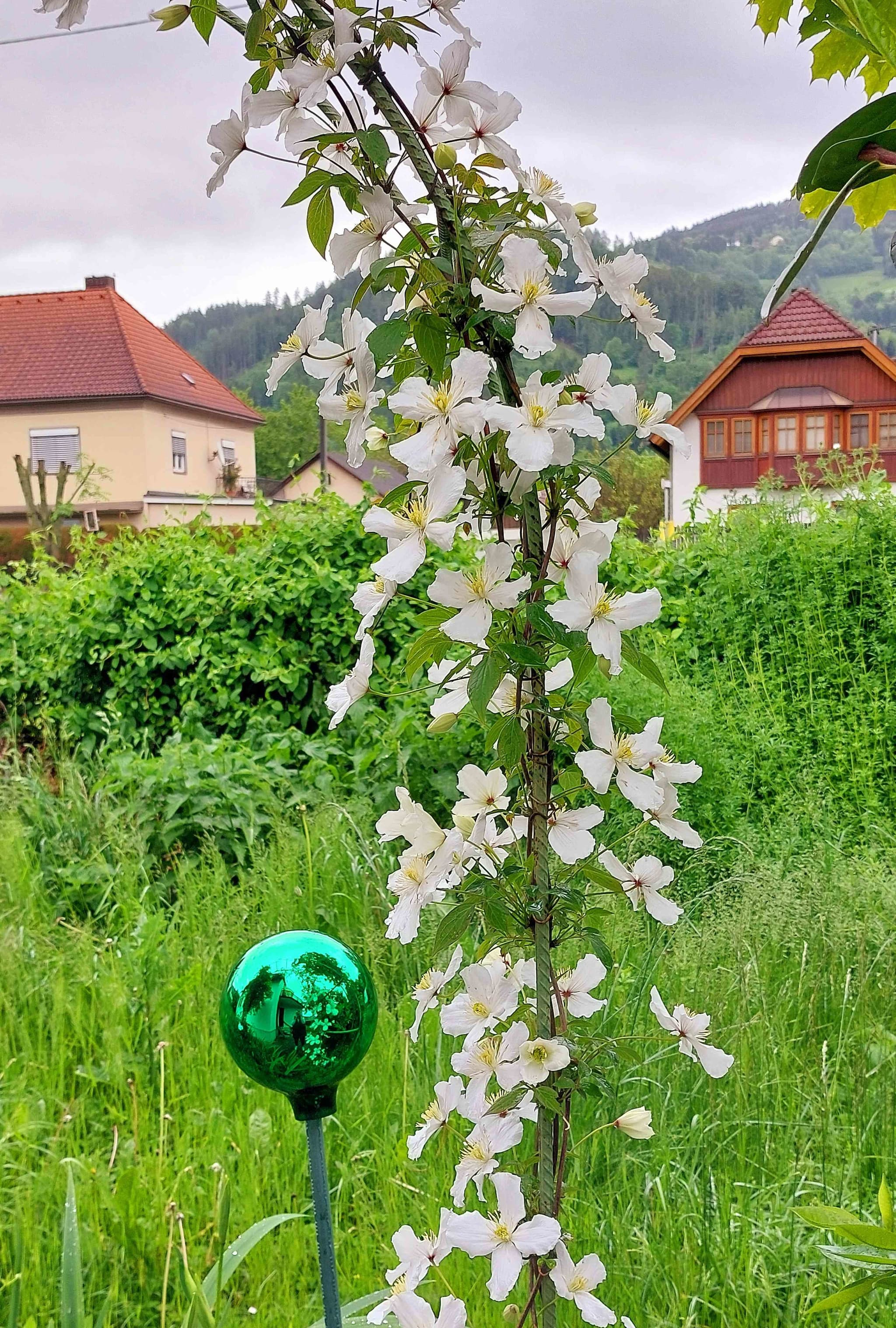 C l e m a t i s 🌸🌸🌸🌸🌸🌸🌸🌸🌸🌸
War vorhin kurz im Haus, weil morgen Früh die Fensterfirma kommt. Und da hab ich entdeckt wie herrlich die Clematis inzwischen blüht🤩
Den Wildwuchs dahinter hab ich erstmal ignoriert😉. Mähen ist bei dem Regenwetter sowieso nicht möglich....
Schöne Abendgrüße