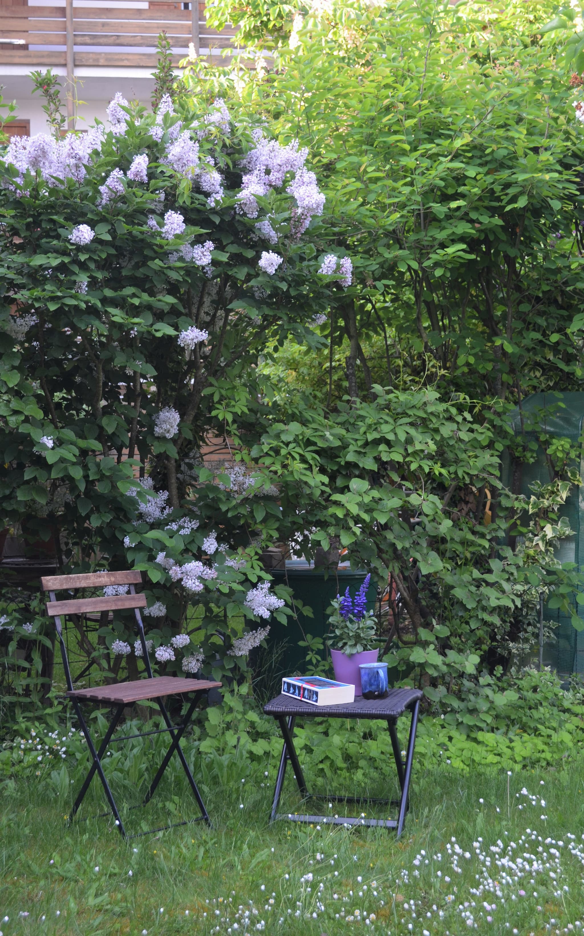 ◾ Nur der frühe Vogel ◾
hat heute die Sonne gesehen, für den Rest des Tages soll es bedeckt bleiben.
Nach dem satten Sommersonnentag gestern (29°C 😅) kann ich das aber gut aushalten.