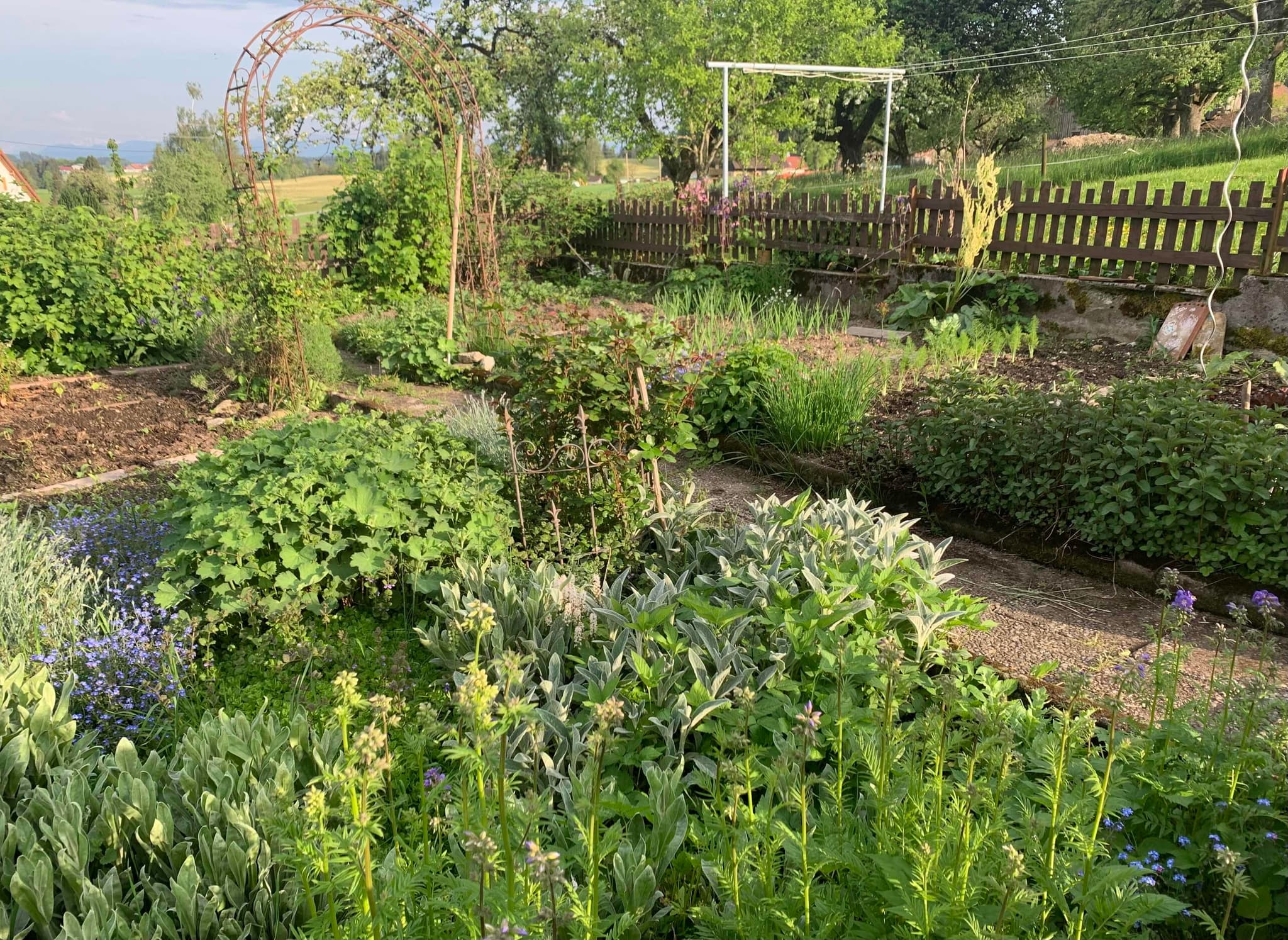 Jeden Tag ist es für mich eine absolute Erfüllung in den Garten zu gehen um zu sehen wie alles wächst und gedeiht! Ich freu mich auf die Blumenfülle in den nächsten Wochen 🥰☀️🌼